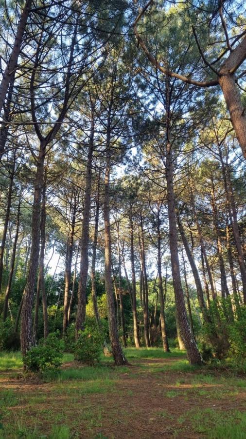 Cocon Du Lac Mobilhome 3 Chambres,6 Pers,Camping Mayotte 5 Etoiles Biscarrosse Landes Екстериор снимка
